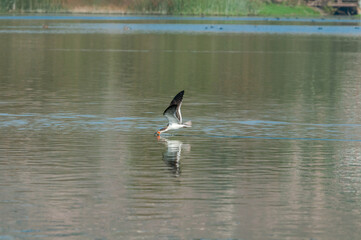Immature Black Skimmer (Rhynchops niger) in Malibu Lagoon, California, USA