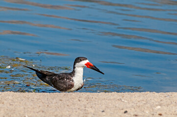 Adult Black Skimmer (Rhynchops niger) in Malibu Lagoon, California, USA