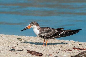 Immature Black Skimmer (Rhynchops niger) in Malibu Lagoon, California, USA