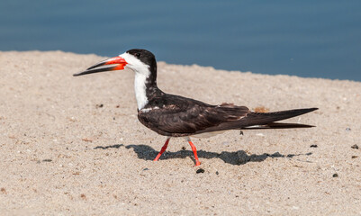 Adult Black Skimmer (Rhynchops niger) in Malibu Lagoon, California, USA