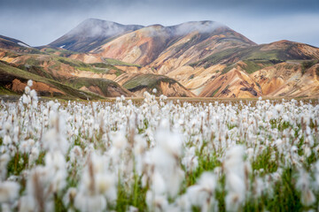 Landmannalaugar area in Iceland famous for its colorful mountains and cotton grass fields.