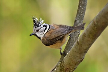 Mésange huppée (Lophophanes cristatus), Neuchâtel, Suisse.