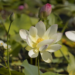 Lotus blanc Nelumbo nucifera 'Alba Grandiflora'
