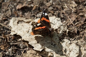 Obraz premium butterfly on the ground