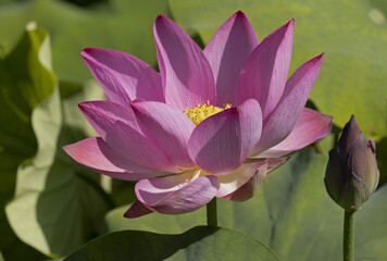 Lotus rose Nelumbo nucifera