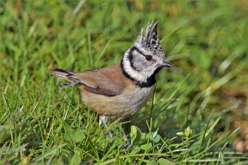 Mésange huppée (Lophophanes cristatus), Neuchâtel, Suisse.