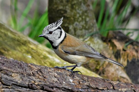 M&eacute;sange hupp&eacute;e (Lophophanes cristatus), Neuch&acirc;tel, Suisse.