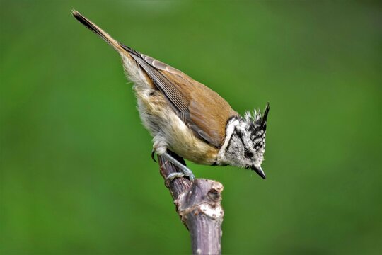 M&eacute;sange hupp&eacute;e (Lophophanes cristatus), Neuch&acirc;tel, Suisse.