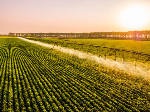 Aerial view of agricultural sprinklers irrigating vast soybean field at sunrise