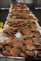 Fresh scallops in shells, seafood, fruit de mer, hotate, St James shell, pecten maximus,mollusks mollusca in a market