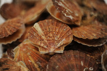Fresh scallops in shells, seafood, fruit de mer, hotate, St James shell, pecten maximus,mollusks mollusca in a market