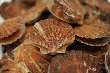 Fresh scallops in shells, seafood, fruit de mer, hotate, St James shell, pecten maximus,mollusks mollusca in a market