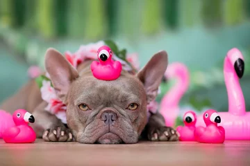 Poster French Bulldog dog with tropical flower garlands and rubber toy flamingos in front of green background © Firn