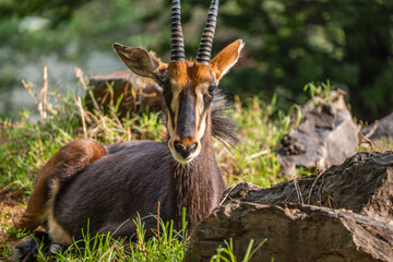 Sable antelope resting in shade on grass and rocks in Pretoria