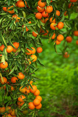 Tangerine green garden