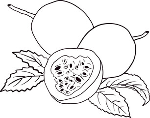 Vector hand drawn set of passion fruits. Passion fruit illustration. Delicious tropical vegetarian objects. Coloring pages
