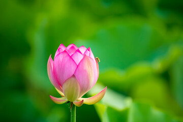 Lotus flower on the water