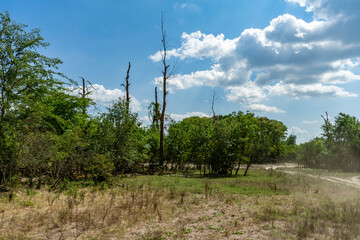 Obraz premium Different views from Caraorman forest, Danube Delta area, Romania, in a summer sunny day