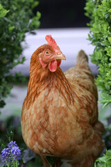Brown chicken free range in garden
