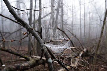 Frozen cobwebs hanging from tree branches