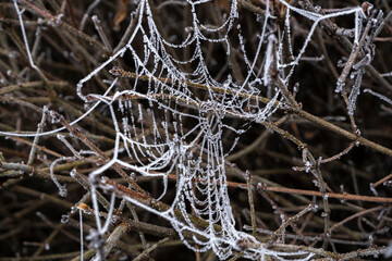 Frozen cobwebs hanging from tree branches