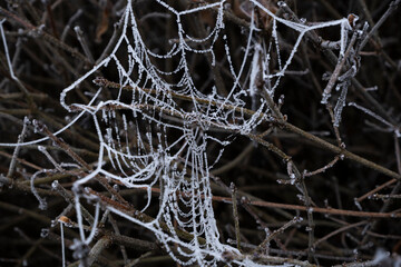 Frozen cobwebs hanging from tree branches