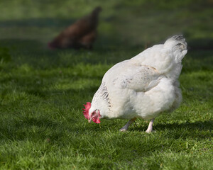 White chicken free range in garden