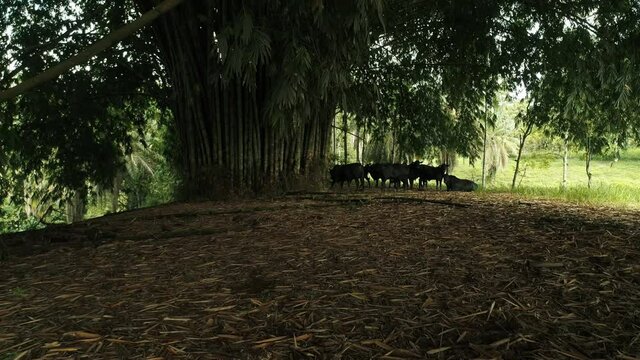 Black Bulls under a beautiful bamboo tree protecting themselves from the Ecuadorian sun