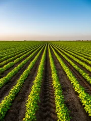 Rolgordijnen View of soybean farm agricultural field against sky © oticki