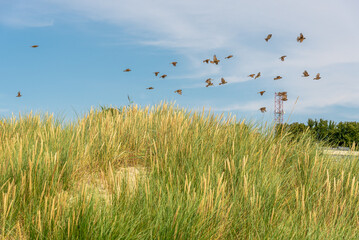Small birds fly over the grass.