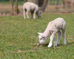 Obraz premium Two white lambs in the meadow grazing