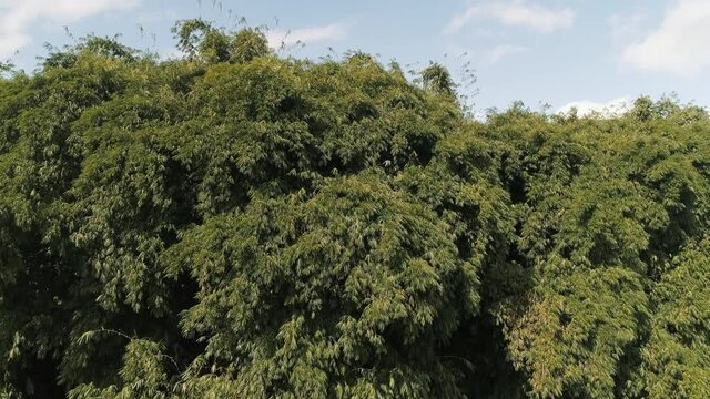 Bamboo tree drone aerial shot, green beautiful Ecuadorian bamboo