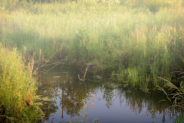 Fog over the swamp, fog over water and grass