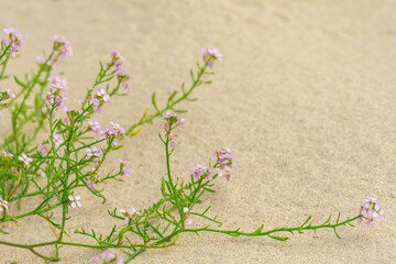 Pink flowers grow on the sandy shore.