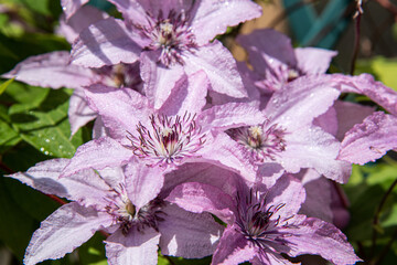 Lots of purple clematis flowers. Macro