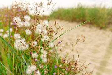 A sandy path among the grass leading to the seashore.