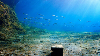 School of fish - Barracudas - in rays of light - sun