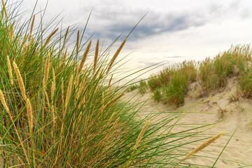 A sandy path among the grass leading to the seashore.