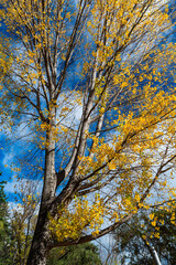 Fototapeta premium ニュージーランド クイーンズタウンのワカティプ湖の岬にある植物園、クイーンズタウン・ガーデンズの秋の紅葉で色づいた木々