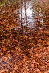 ニュージーランド　クイーンズタウンのワカティプ湖の岬にある植物園、クイーンズタウン・ガーデンズの紅葉の落ち葉でいっぱいになった池