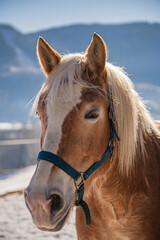 Fototapeta premium Pferd im Bregenzer Wald im Winter