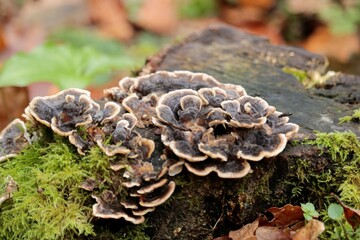 Heterobasidion annosum