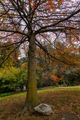 ニュージーランド　クイーンズタウンのワカティプ湖の岬にある植物園、クイーンズタウン・ガーデンズの秋の紅葉で色づいた木々と落ち葉