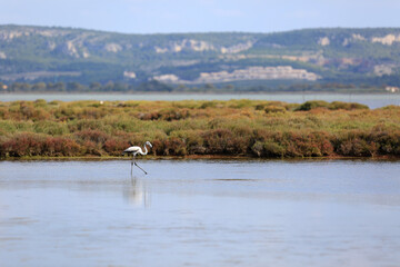 wild bird