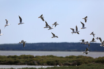 wild bird
