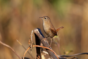 Close-up shot of Eurasian wren in a natural habitat in soft morning light. Detailed photo for bird identification