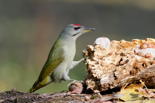Male gray-headed woodpecker (Picus canus) close-up sits on a log next to a feeder with bacon and nuts