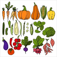 a set of  vegetables doodle. Elements for the design of culinary posters, menus,web page design