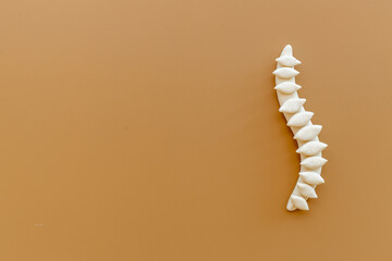 Anatomical human spine skeleton model. Spinal health and diseases concept
