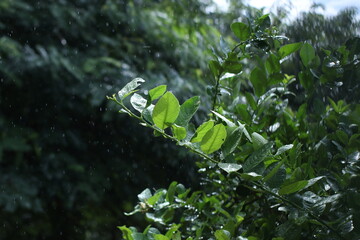 leaves in the rain